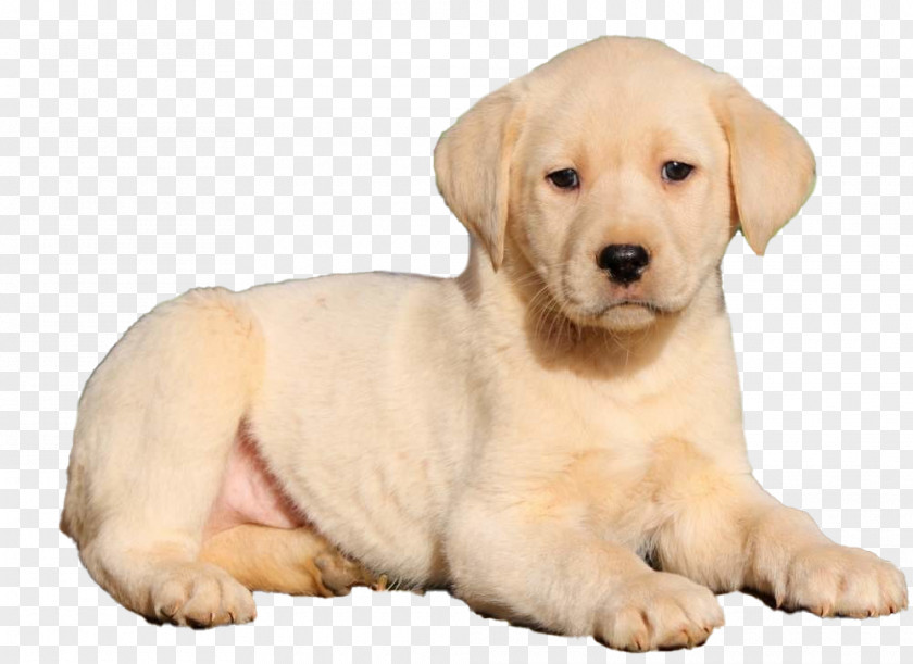 Dog Labrador Retriever Puppy Golden PNG