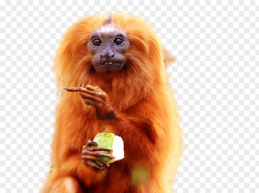 Dressed Golden Lion Tamarin Golden-headed Black Pied Primate PNG