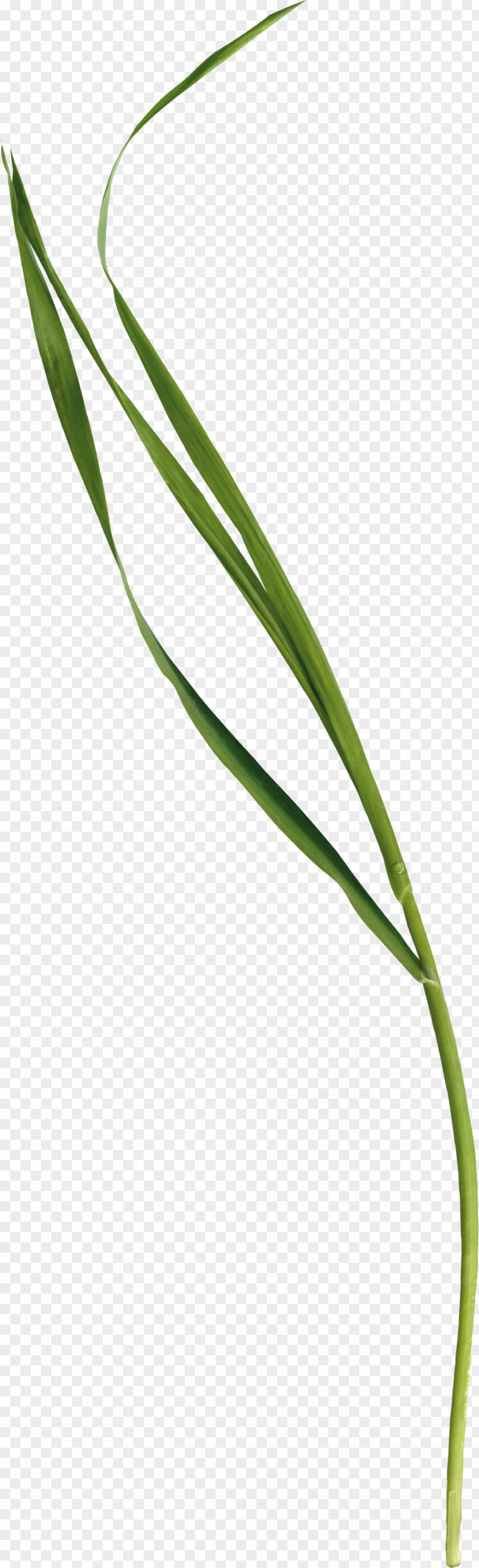 Grass PNG