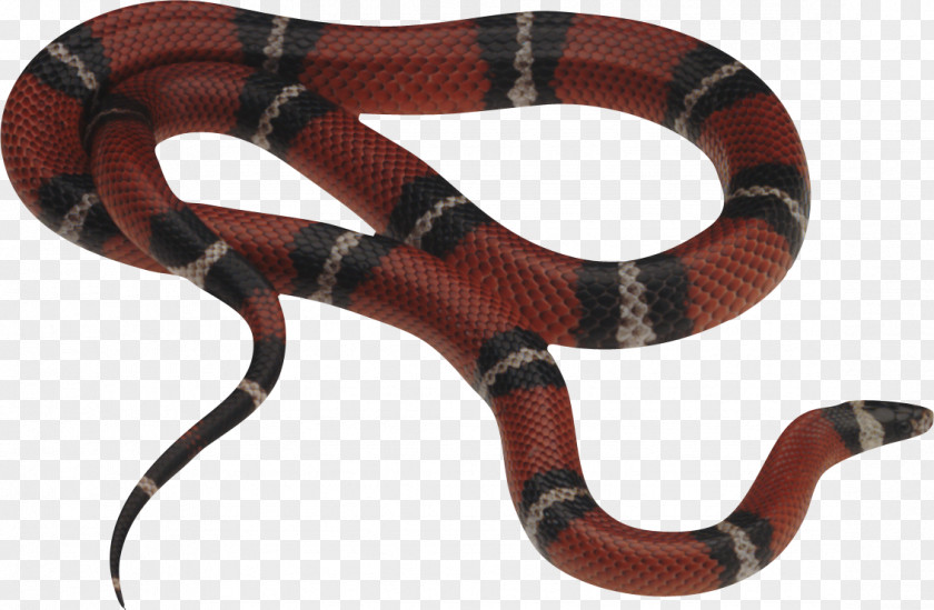 Gucci Snake Corn Vipers Scale PNG