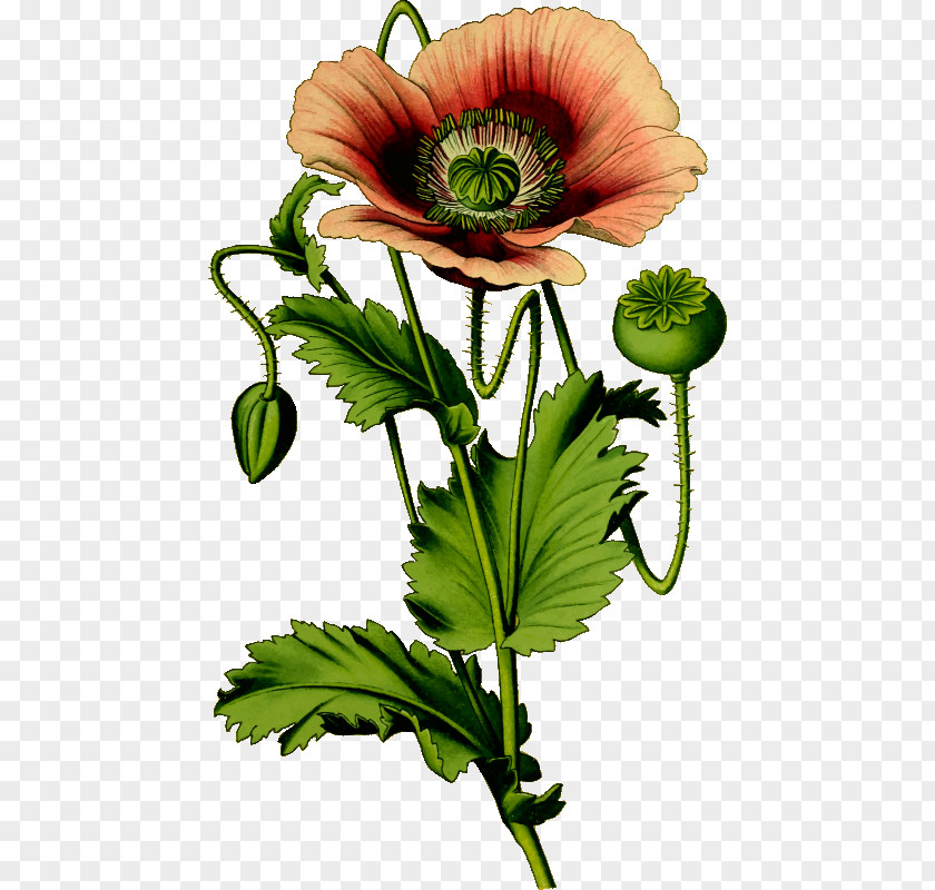 Poppies Vector Opium Poppy Common Clip Art PNG