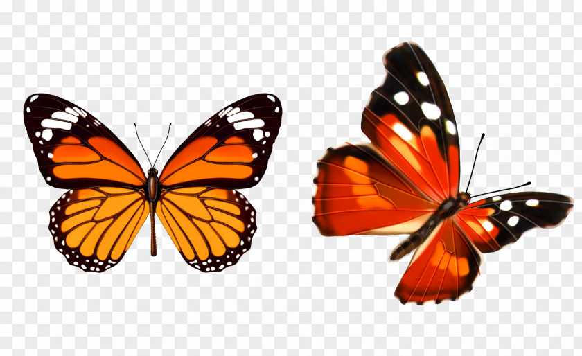 Butterfly Insect Paper Too Soon PNG