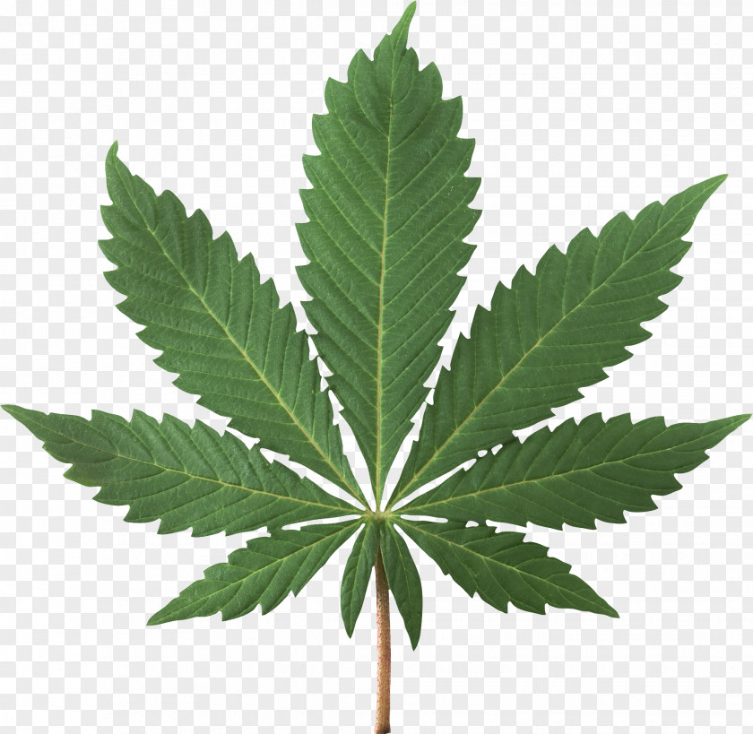 Cannabis Sativa Smoking Ruderalis Marijuana PNG