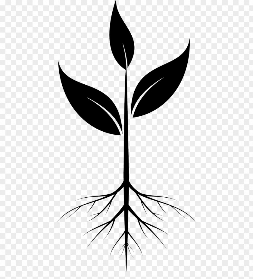 Clip Art Root Plants Illustration PNG