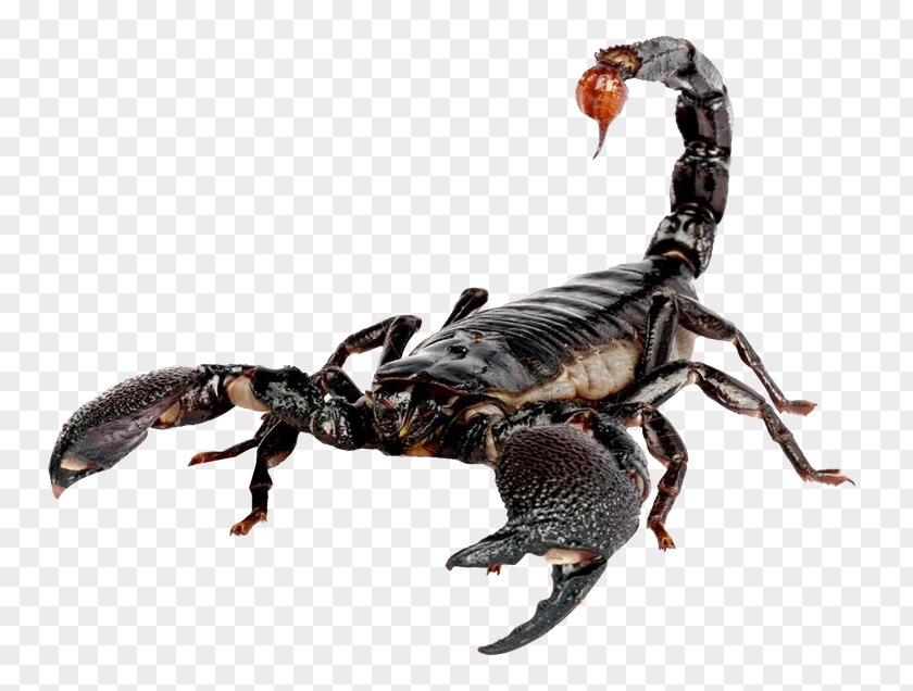 Ramadan Dates Emperor Scorpion Heterometrus PNG