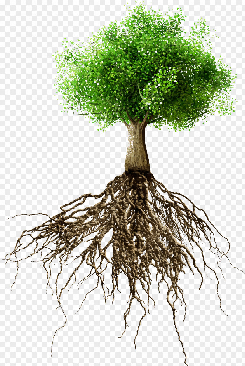 Trunk Flowerpot Root Tree Plant Woody Stem PNG