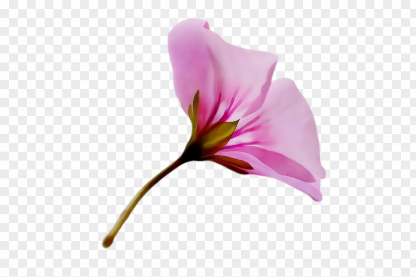 Plant Stem Morning Glory Flower Flowering Petal Pink PNG