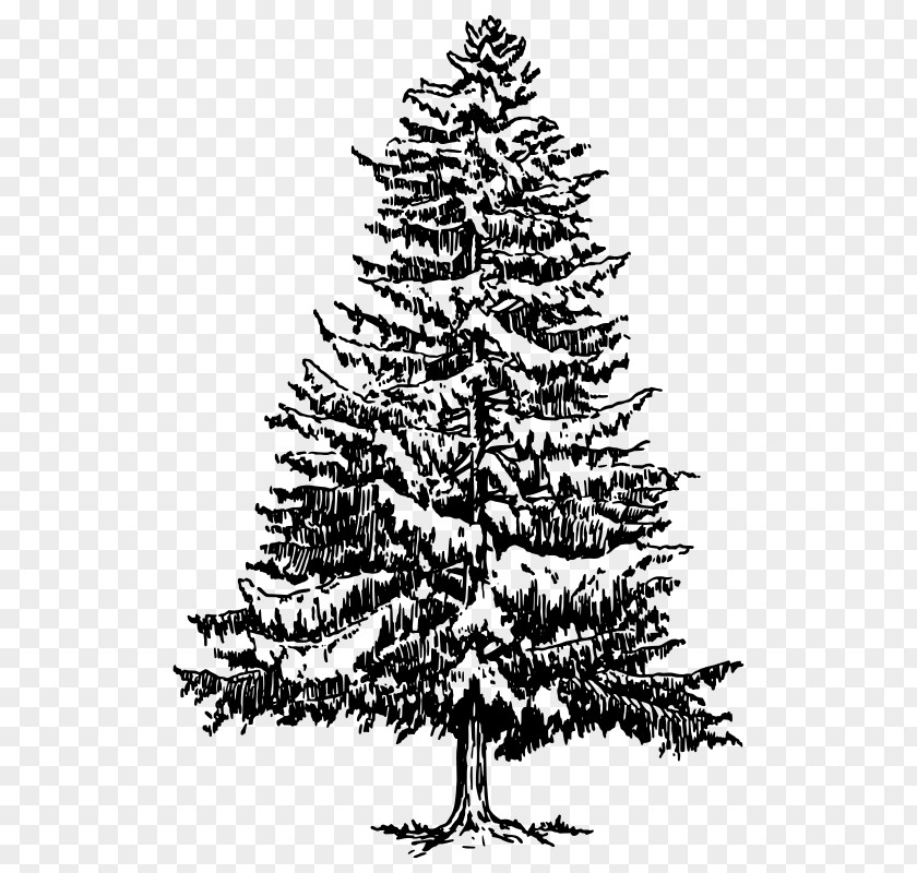 Sitka Spruce Forest Christmas Tree Line Drawing PNG