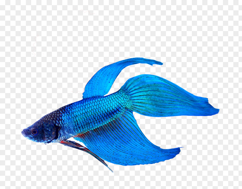 Fish Siamese Fighting Veiltail Aquarium Cat PNG