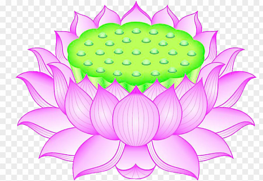 Lotus Flower Seat With Green Heart Nelumbo Nucifera Download PNG