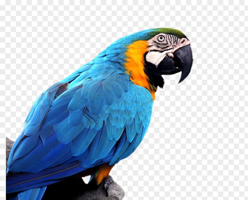 Parrot Bird Budgerigar Blue-and-yellow Macaw Hyacinth PNG