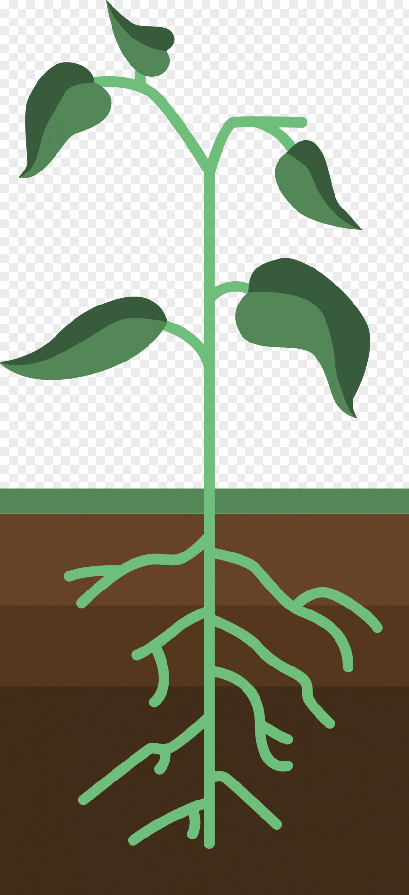 Plant Growth Germination Download Clip Art PNG