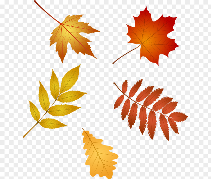 Red Maple Leaf PNG