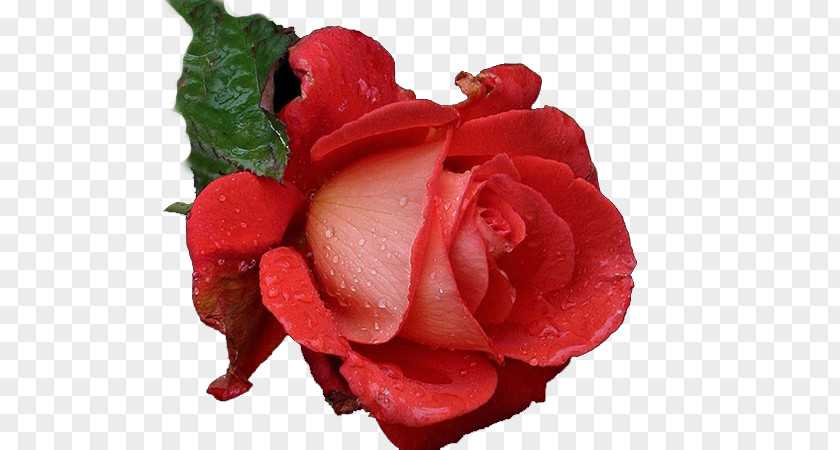 Rose Garden Roses Flower Rainbow PNG