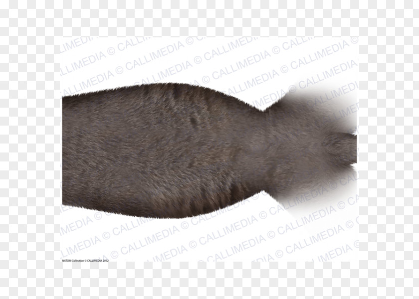 Abdomen Anatomy Fur PNG