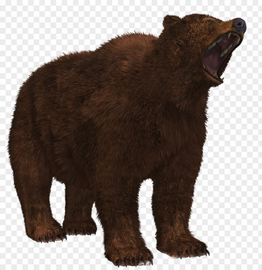 Bear 8 Grizzly Brown American Black PNG