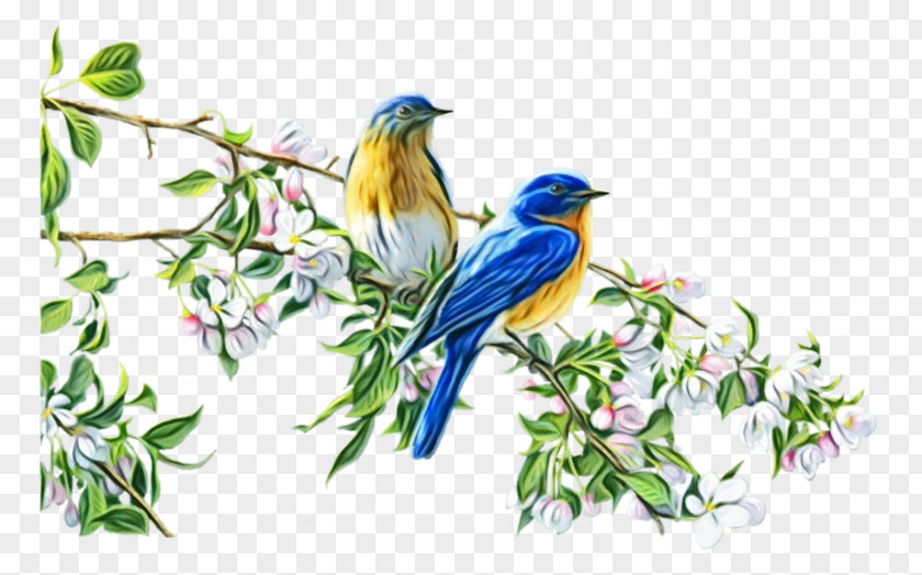 Bird Bluebird Eastern Songbird Beak PNG