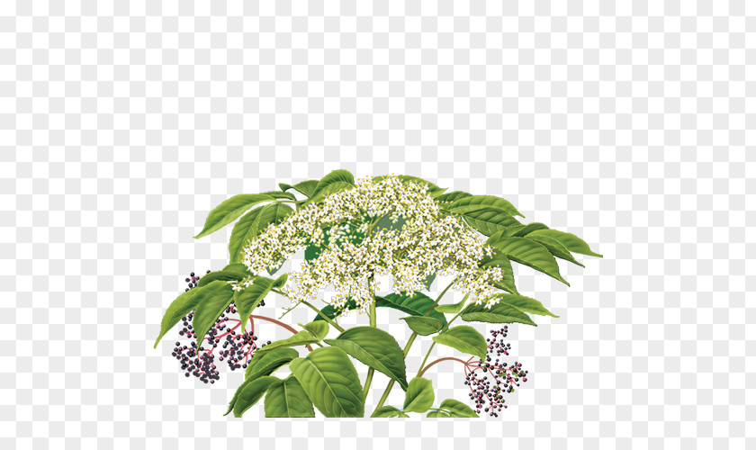 Botanical Flowers Elderflower Cordial Herbal Tea PNG