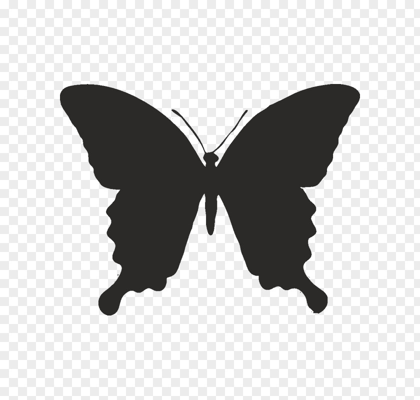Butterfly Stencil Image Illustration Drawing PNG