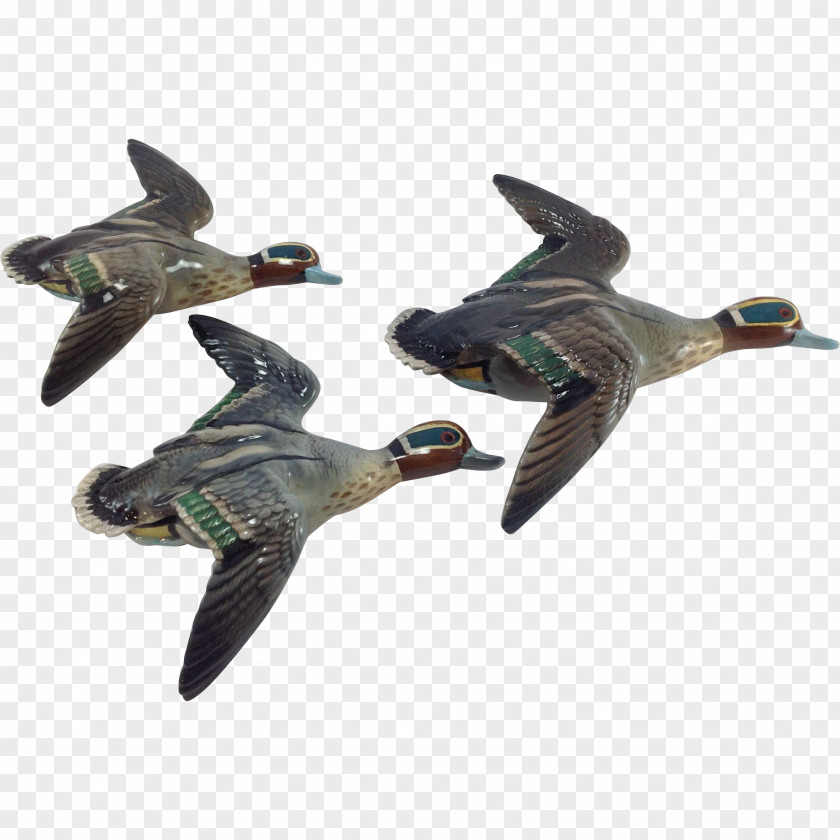 DUCK Duck Mallard Goose Bird Waterfowl PNG