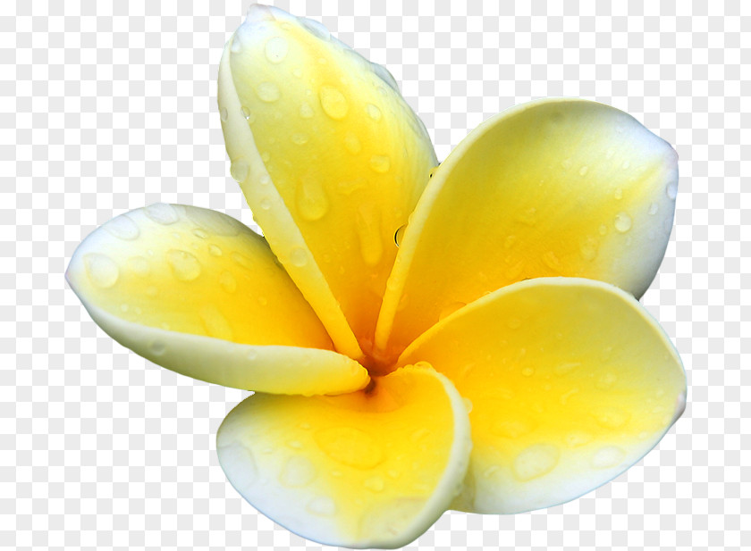 Plumeria Picture Alba Flower Clip Art PNG