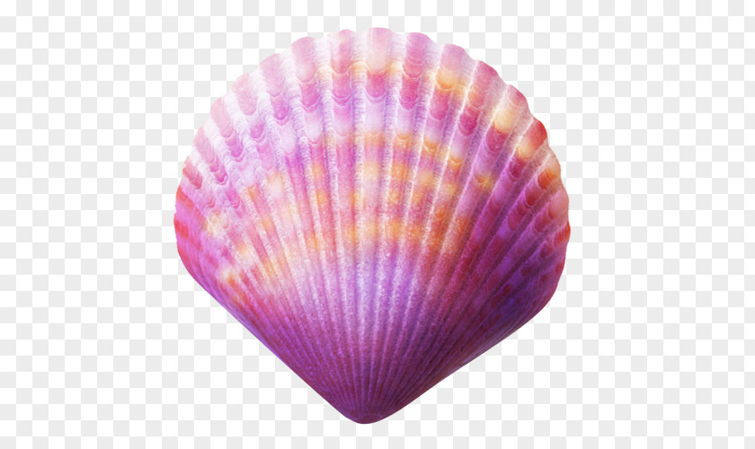 Seashell Purple Clip Art PNG