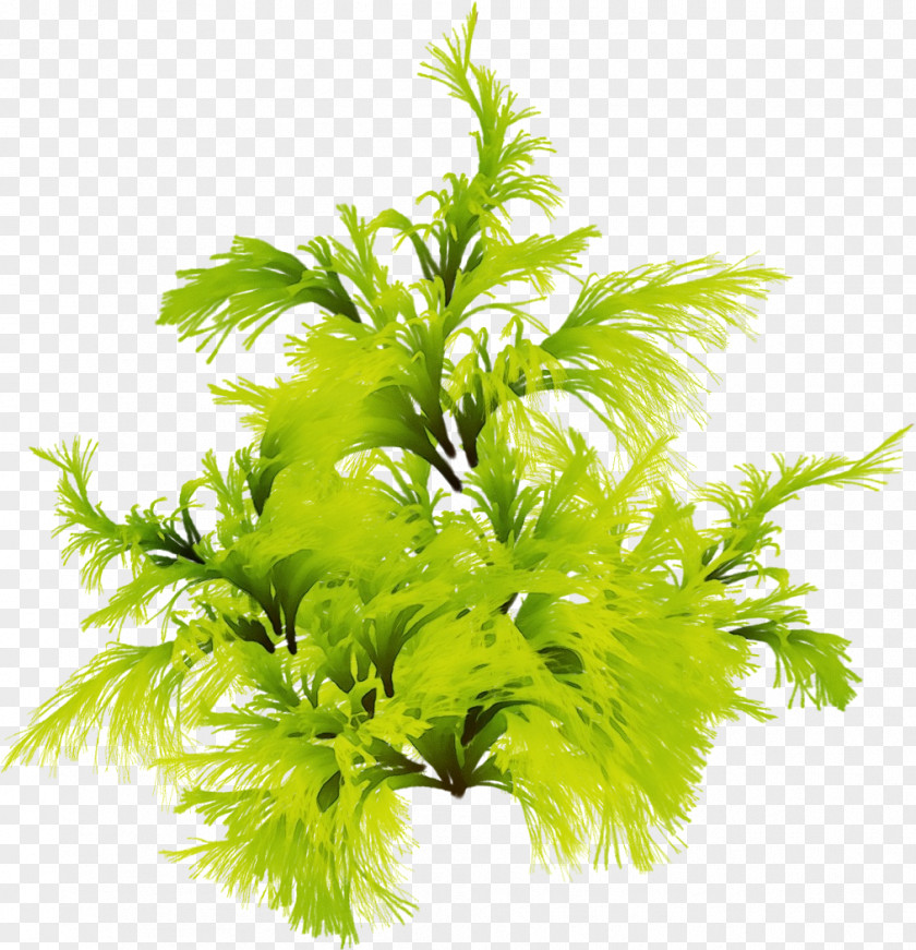 Aquarium Decor Vascular Plant Leaf Grass Flower Tree PNG