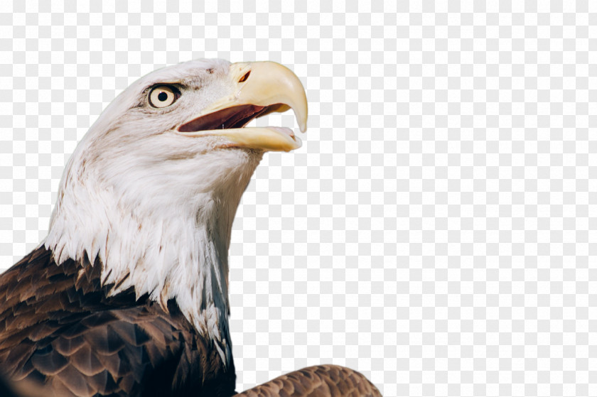 Eagle Bald Bird Of Prey Desktop Wallpaper PNG