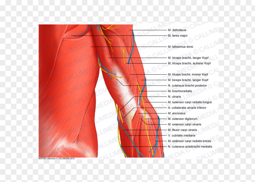 Elbow Coronal Plane Ulnar Nerve Muscle Anatomy PNG
