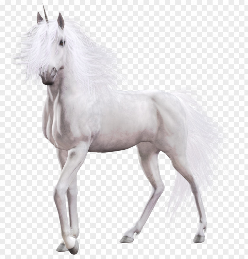 Equine Unicorn American Paint Horse Clip Art White PNG