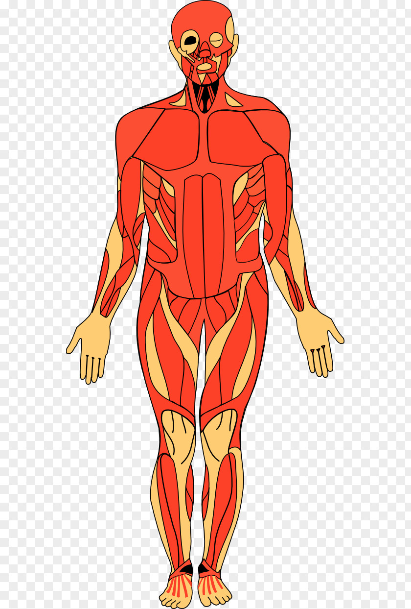 Human Anatomy Cliparts Of The Body Clip Art PNG