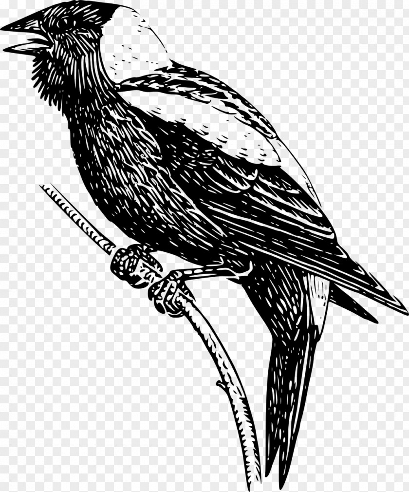 Laysan Albatross Line Art Clip PNG