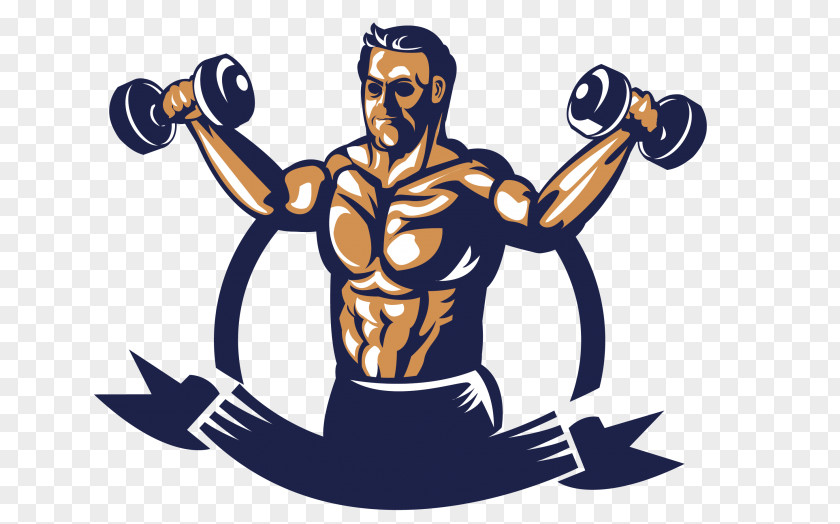 Muscle Physical Fitness Weightlifting Bodybuilding PNG