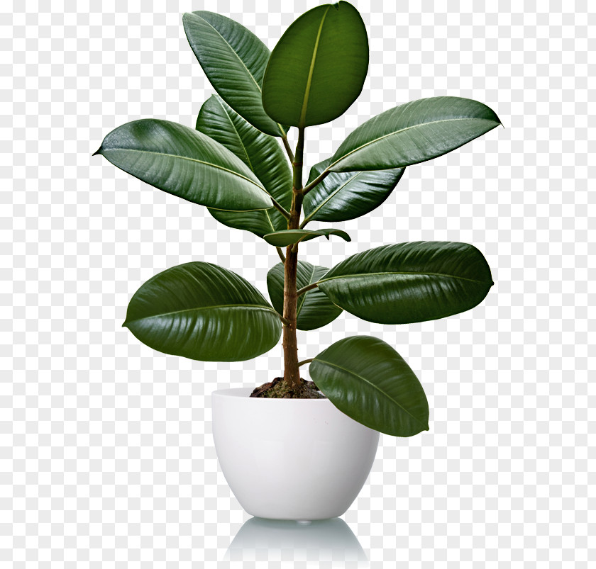 Plant Rubber Fig Pará Tree Houseplant Natural PNG