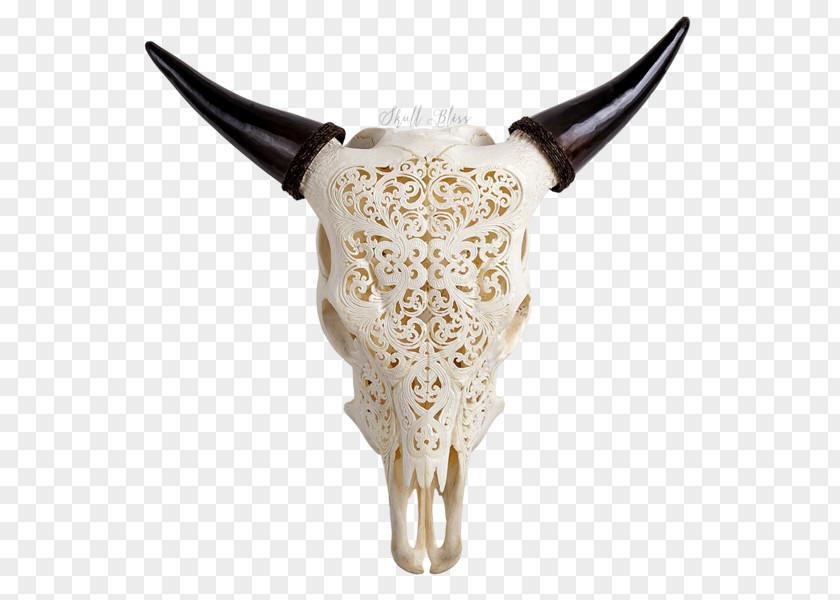 Skull Texas Longhorn English Ox PNG