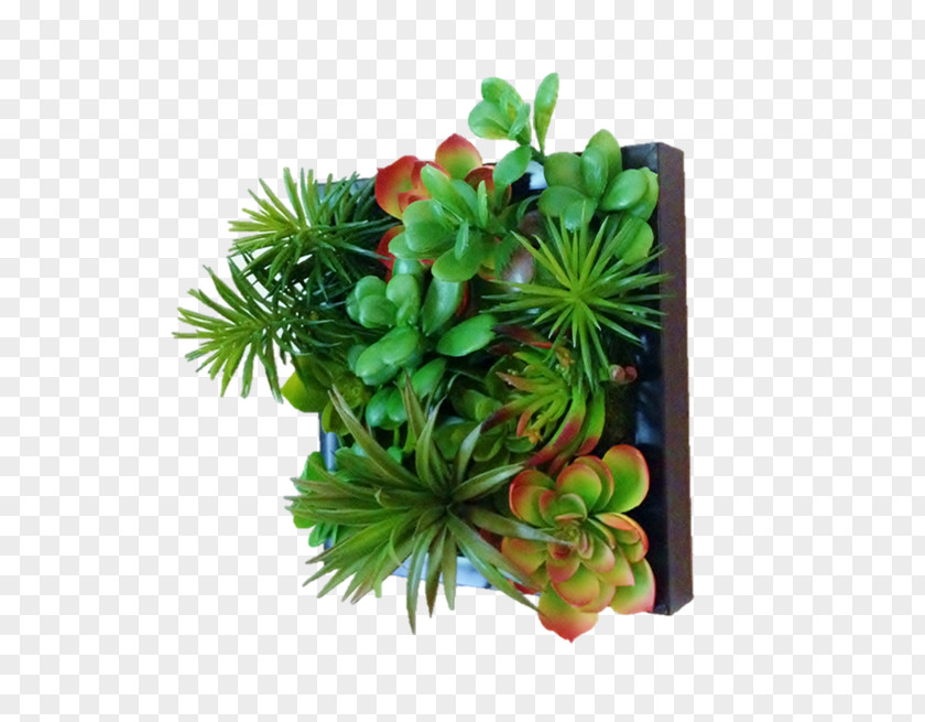 Suculent Green Wall Garden Flowerpot Succulent Plant PNG
