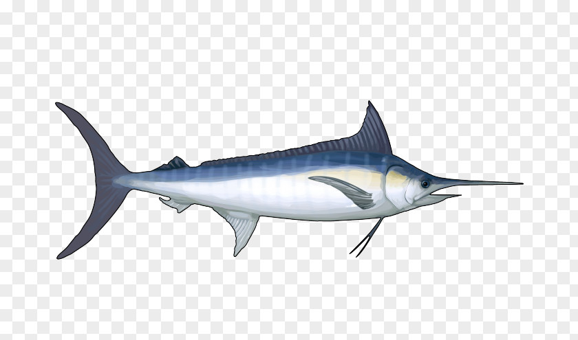 BLUE MARLIN Swordfish Squaliform Sharks Requiem Marine Biology Mammal PNG