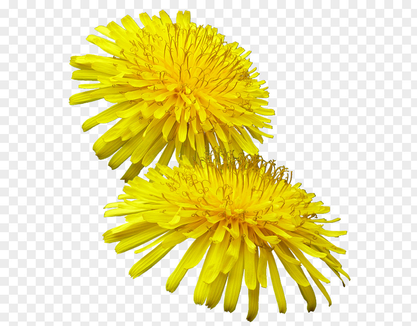 Myosotis Pissenlit Common Dandelion Yellow Buttercup Weed PNG