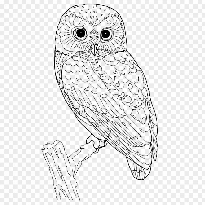 Owl Little Black And White PNG
