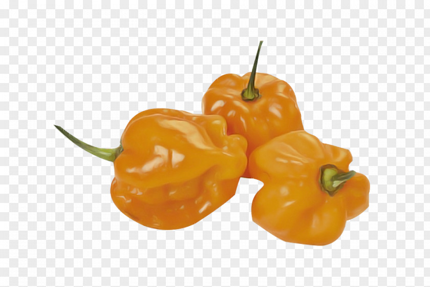 Plant Bell Pepper Orange PNG