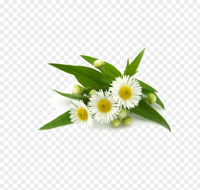 Tea German Chamomile Vegetarian Cuisine Roman PNG