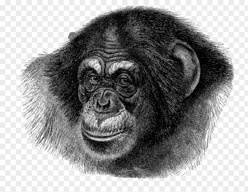 Volume In Art Chimpanzee Ape Vector Graphics Gorilla Illustration PNG