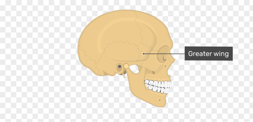 Wing Skull Ear Nasal Bone Anatomy PNG