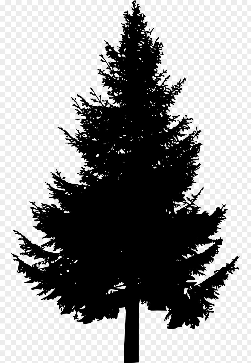 Arbol Pine Tree Conifers Clip Art PNG