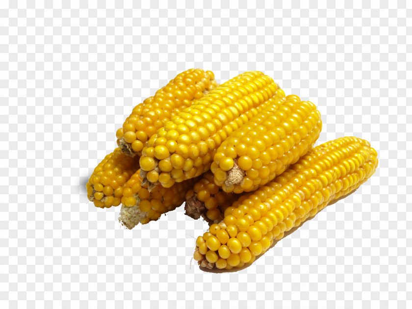 Corn Material On The Cob Maize Genetic Engineering Genetically Modified Food Caryopsis PNG