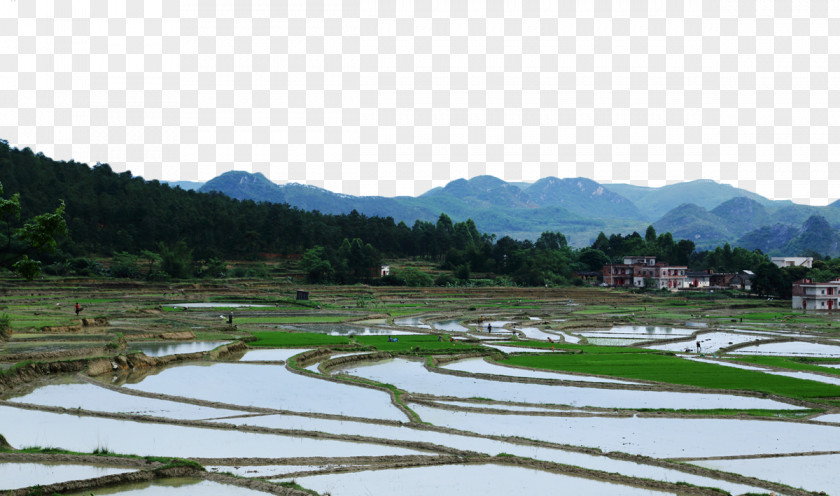 Farmland Paddy Fields Field Arable Land Terrace Agriculture PNG