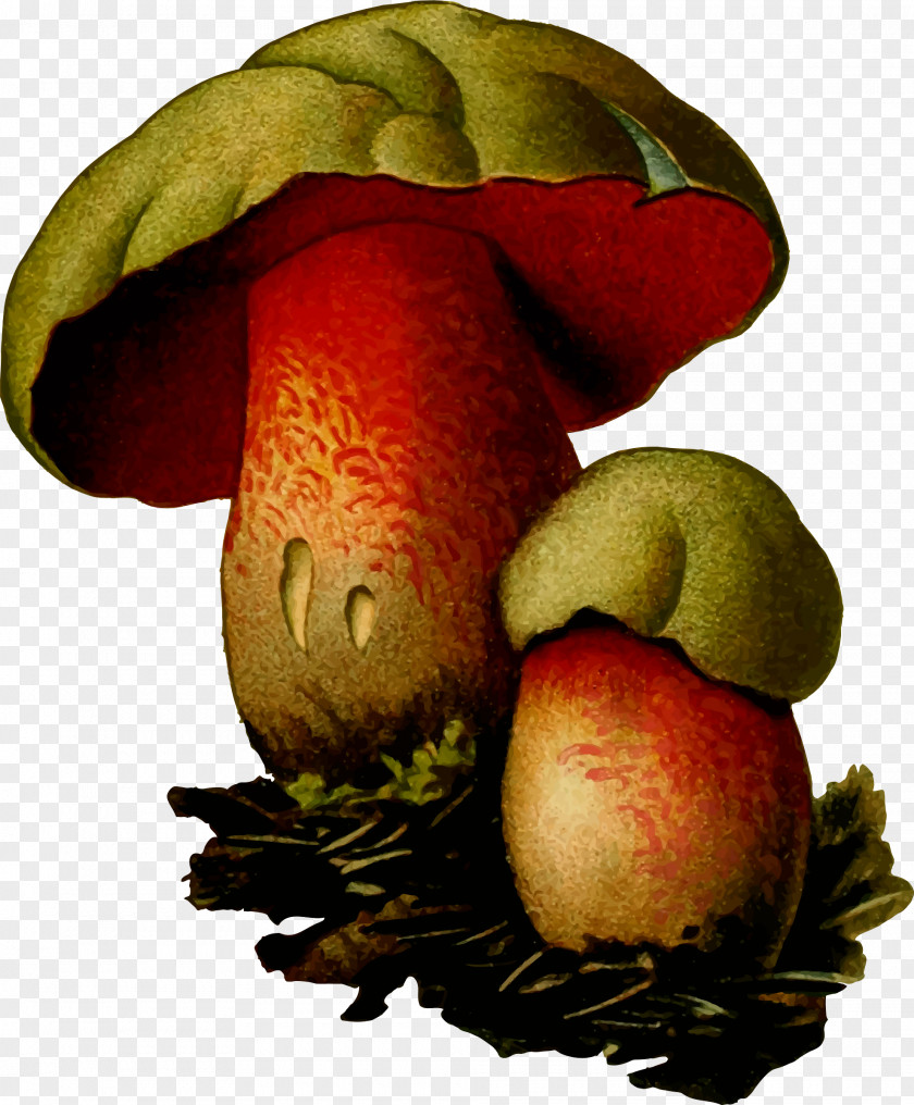 Mushroom Fungus Psilocybin PNG