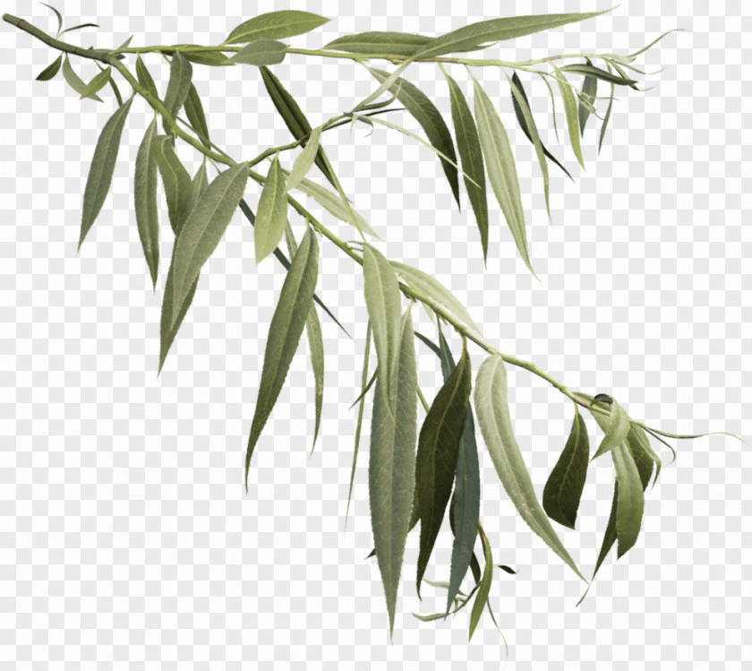 Plant Stem Eucalyptus Weeping Willow Tree Drawing PNG