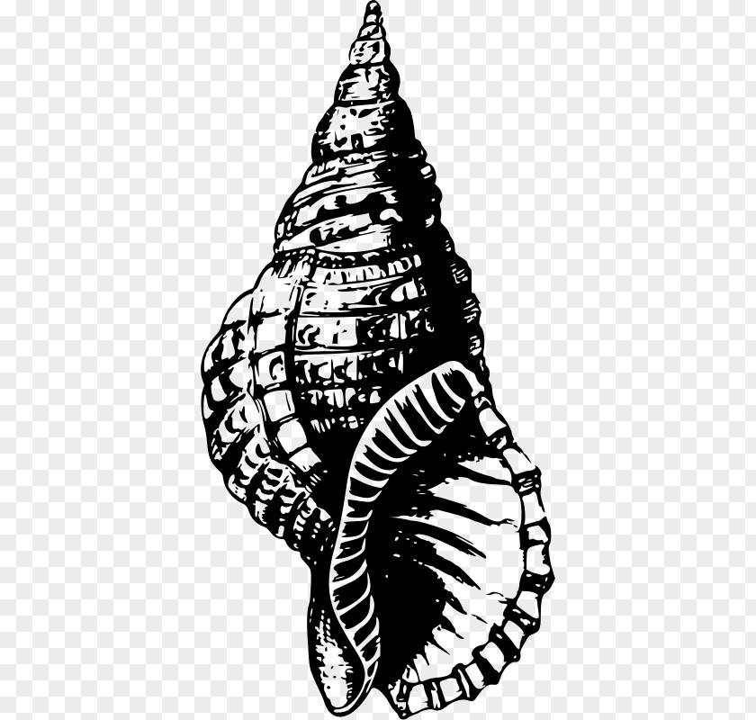 Seashell Drawing PNG
