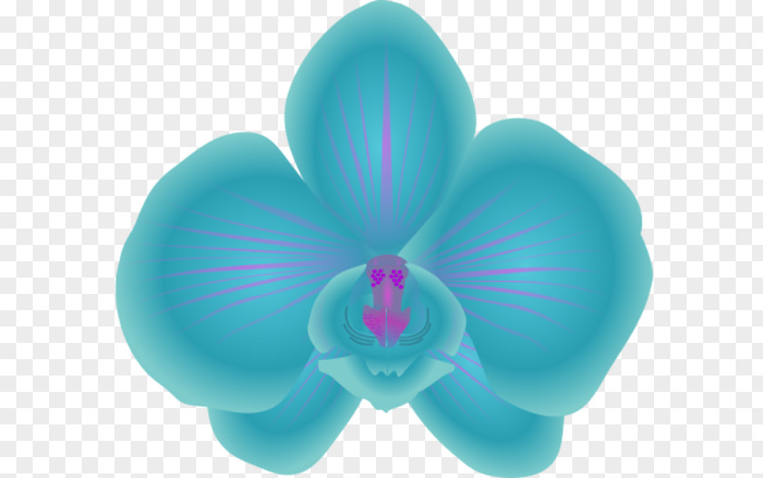 Cinnabon Cliparts Orchids Free Content Clip Art PNG